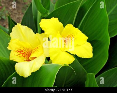 closeup of beautiful canna generalis flowers Stock Photo