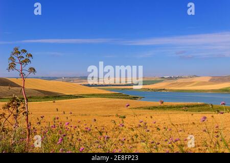 Between Apulia and Basilicata:cereal fields in the early morning. Poggiorsini (Bari) -ITALY-Lake Basentello surrounded by cultivated hills. Stock Photo