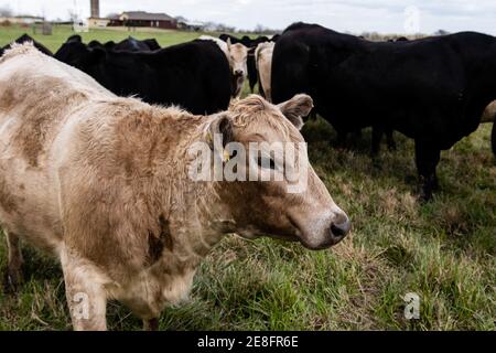 Looking down on a crossbred herd of commercial cattle focusing on a white Charlais-cross heifer in the foreground Stock Photo