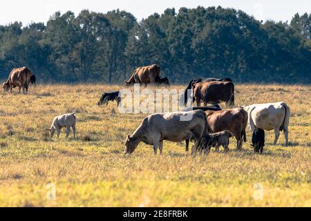 Herd of commercial cows and calves in a brown, dormant pasture Stock Photo