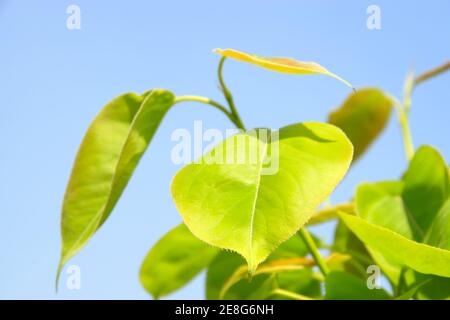 closeup of pear leaves under the blue sky, in northern china, growing in early spring, gives the impression of a thriving. Stock Photo
