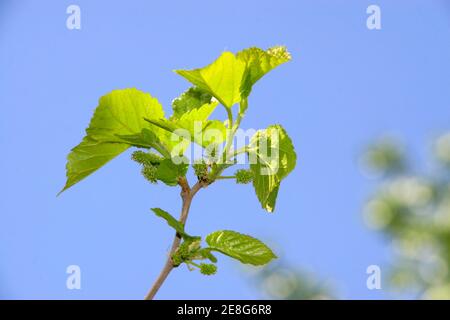closeup of mulberry twigs under the blue sky, in northern china, growing in early spring, gives the impression of a thriving. Stock Photo