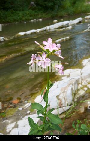 Saponaria officinalis in bloom Stock Photo