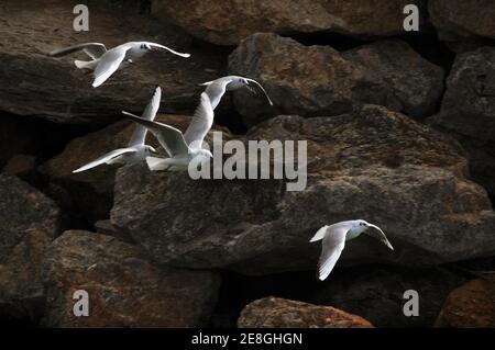 Seagulls flying in front of a rocky background, Greece Stock Photo