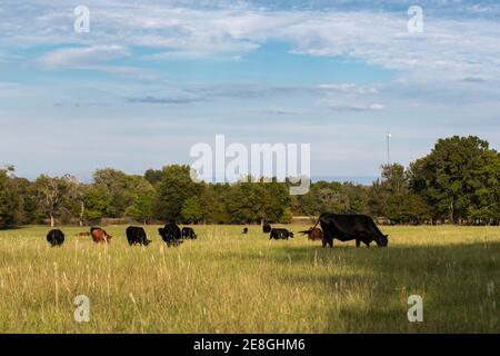 Herd of commercial beef cows and calves in a late summer pasture on a sunny day Stock Photo