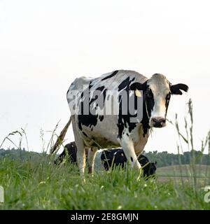 Black and white Holstein walking toward the camera in a pasture in square format Stock Photo