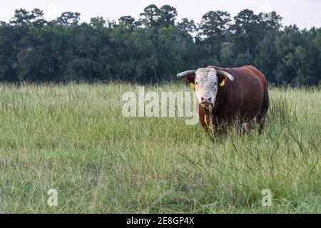 Horned Hereford bull standing in a pastuer of tall grass looking at the camera with blank area to the left Stock Photo