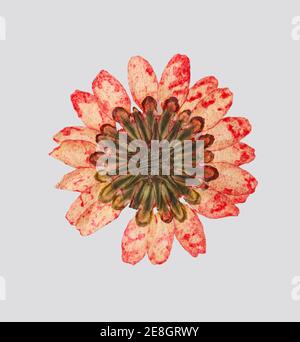 Dried flower head on neutral light grey background Stock Photo