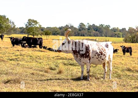 A lone Longhorn cow standing in a pasture with Angus cows Stock Photo