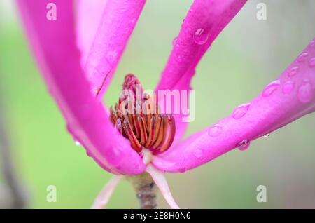 Magnolia liliflora 'Nigra', a species native to southwestern China Stock Photo