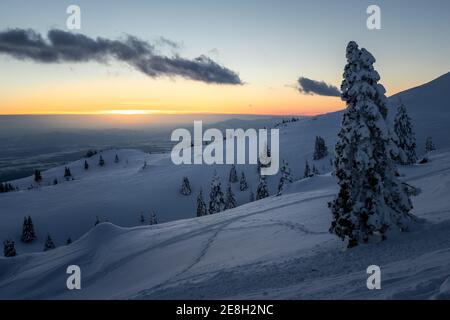 Beautiful sunset in the mountains at winter with spruce forest covered in snow. Stock Photo