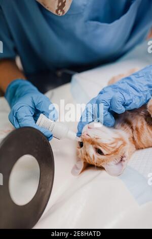 From above of crop anonymous vet doctor in sterile gloves putting in eye drops from bottle to animal patient in clinic Stock Photo