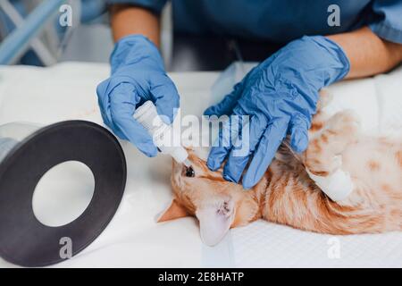 From above of crop anonymous vet doctor in sterile gloves putting in eye drops from bottle to animal patient in clinic Stock Photo