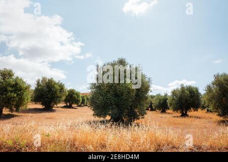 Rows of olive trees under a clear blue sky with white clouds. Horizontal photo Stock Photo