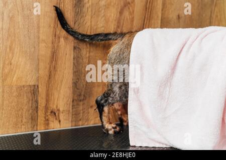 Side view of wet brown Wirehaired Dachshund puppy having caring procedure with crop faceless groomer in veterinary clinic Stock Photo