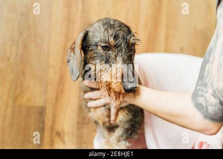 Side view of wet brown Wirehaired Dachshund puppy having caring procedure with crop faceless groomer in veterinary clinic Stock Photo