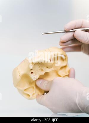 Crop anonymous dentist in latex gloves demonstrating prosthetics wax up while working in modern light clinic Stock Photo