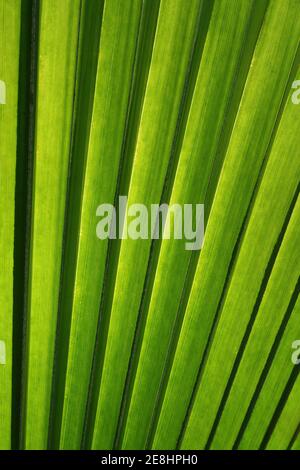 Palm Leaf In Detail Stock Photo