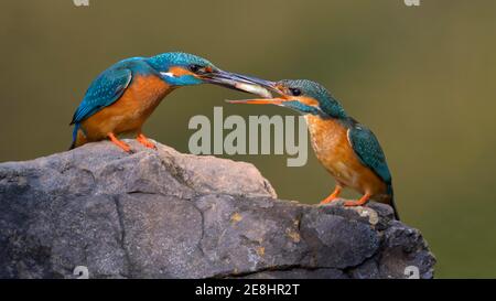 Common kingfisher (Alcedo atthis), male giving a bridal gift to female, fish, on a stone, Danube floodplain, Baden-Wuerttemberg, Germany Stock Photo