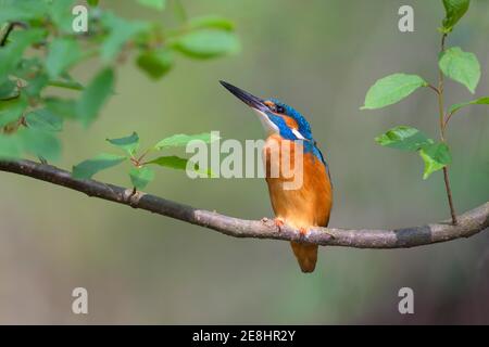 Common kingfisher (Alcedo atthis), male on his natural perch, Danube floodplain, Baden-Wuerttemberg, Germany Stock Photo