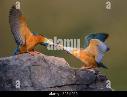Common kingfisher (Alcedo atthis), male giving a bridal gift to female, fish, on a stone, Danube floodplain, Baden-Wuerttemberg, Germany Stock Photo