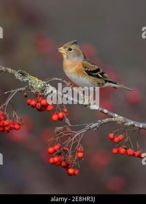 Brambling (Fringilla montifringilla), a male in a light dress sitting on a lichen-covered branch of a mountain ash with red berries, Swabian Alb Stock Photo