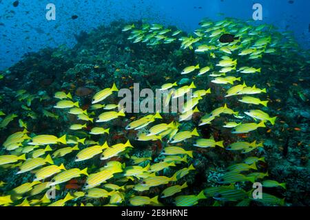 School of fish blue stripe snapper (Lutjanus kasmira), Indian Ocean, Maldives Stock Photo