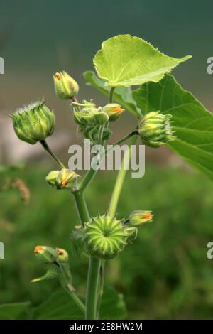 A field of flax plants features green stems and scattered blue flowers ...
