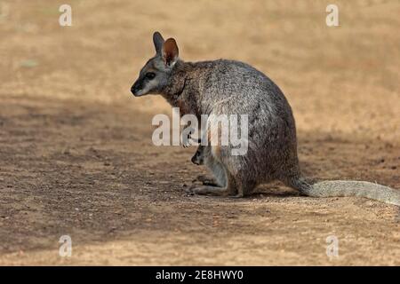 Derby wallaby (Macropus eugenii), tammar wallaby, dama wallaby, adult, female, mother with young, in pouch, young looking out of pouch, Kangaroo Stock Photo