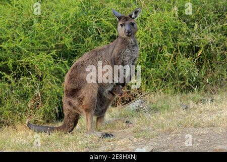 Kangaroo Island grey kangaroo (Macropus fuliginosus fuliginosus), female, mother with young, joey, young in pouch, social behaviour, Kangaroo Island Stock Photo