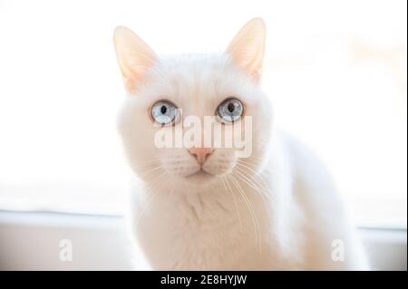 Closeup of focused cat with white fur looking away while resting near shiny window in house Stock Photo