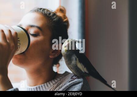 Cute cockatiel bird sitting on shoulder of young thoughtful female owner in warm sweater standing near window and drinking mug of hot beverage at home Stock Photo