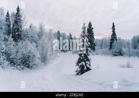 Picturesque scenery of spruces and leafless trees covered with hoarfrost growing on snowy terrain against cloudy sky in winter Stock Photo