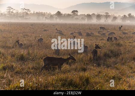 Huge numbers of Indian hog deer (Hyelaphus porcinus), Unesco world heritage site, Kaziranga National Park, Assam, India Stock Photo