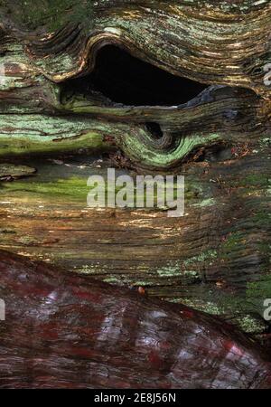 Dry mossy bark of old decaying tree with hole in forest in daylight Stock Photo
