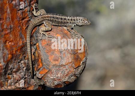 Lava lizard (Microlophus) sitting on the outgrowth of a Galapagos prickly pear, Santa Fe Island, Galapagos, Ecuador Stock Photo