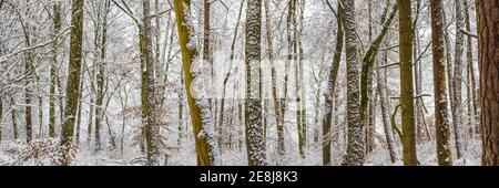 Winter forest, Swabian Alb, Baden-Wuerttemberg, Germany Stock Photo