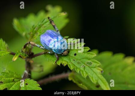 Close up of blue coleoptera (Hoplia coerulea) male Stock Photo