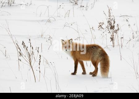 Ezo red fox (Vulpes vulpes schrencki) in the snow, Notsuke Peninsula, Hokkaido, Japan Stock Photo