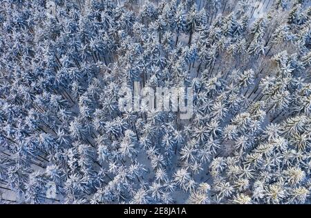 Snow-covered spruce forest (Picea) from above, drone image, Mondseeland, Salzkammergut, Upper Austria, Austria Stock Photo
