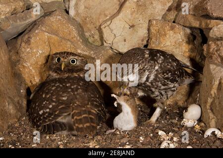 Little owl (Athene noctua), female hooting in breeding hole, male brings captured yellow-necked mouse, egg shells lying on the right after hatching Stock Photo