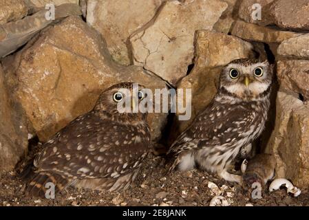 Little owl (Athene noctua), female hooting in breeding hole, male at entrance with captured yellow-necked mouse, egg shells lying on right side after Stock Photo