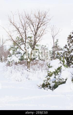Dry trees with wavy branches covered with snow on white terrain in city in sunlight Stock Photo