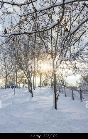Dry trees with wavy branches covered with snow on white terrain in city in sunlight Stock Photo