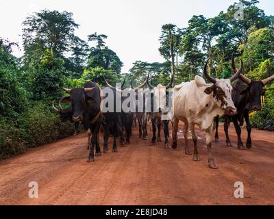 Local cow herd deep in the jungle, Cameroon Stock Photo