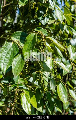 Black pepper close up (Piper nigrum) on a pepper farm, island of Phu Quoc, Vietnam Stock Photo