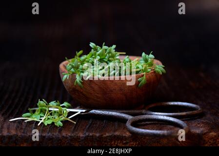 Garden cress (Lepidium sativum) in bowl with scissors, cress sprouts Stock Photo