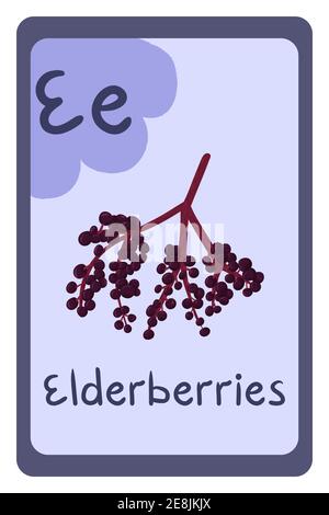 Alphabet education flash card, Letter E - elderberries. Colorful abc education card. School, education, study, learning concept. Stock Vector