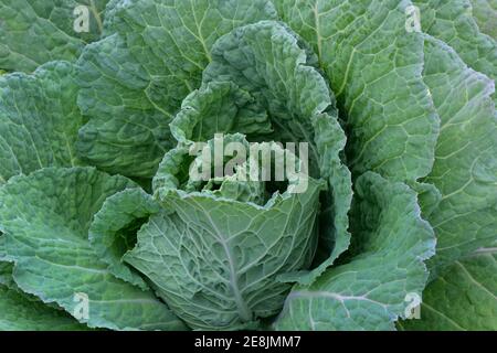 Savoy cabbage ( Brassica oleracea convar. capitata var. sabauda) , Variety A pied court de Plainpalais Stock Photo