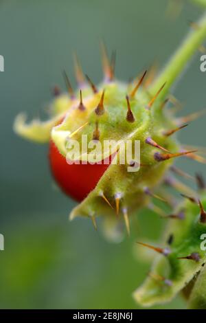 Sticky nightshade, lychee tomato ( Solanum sisymbriifolium) Stock Photo